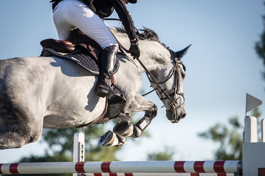 Equestrian and equestrian therapy facilities